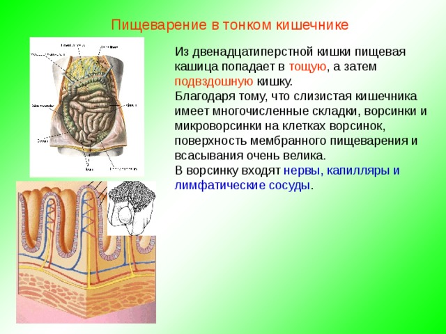 Пищеварение в тонком кишечнике Из двенадцатиперстной кишки пищевая кашица попадает в тощую , а затем подвздошную кишку. Благодаря тому, что слизистая кишечника имеет многочисленные складки, ворсинки и микроворсинки на клетках ворсинок, поверхность мембранного пищеварения и всасывания очень велика. В ворсинку входят нервы, капилляры и лимфатические сосуды . 