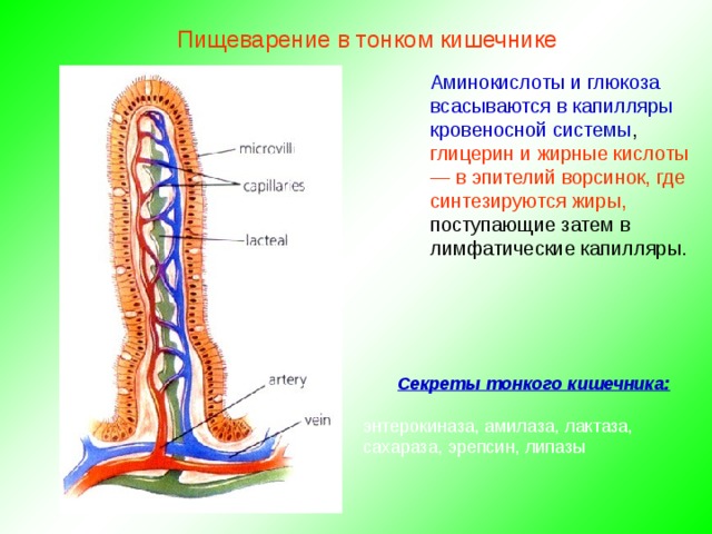 Пищеварение в тонком кишечнике Аминокислоты и глюкоза всасываются в капилляры кровеносной системы , глицерин и жирные кислоты — в эпителий ворсинок, где синтезируются жиры, поступающие затем в лимфатические капилляры.   Секреты тонкого кишечника:  энтерокиназа, амилаза, лактаза, сахараза, эрепсин, липазы 