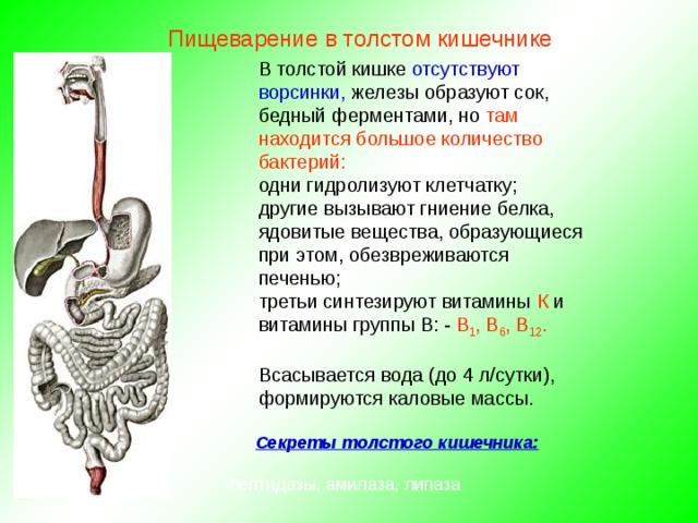 Пищеварение в толстом кишечнике В толстой кишке отсутствуют ворсинки, железы образуют сок, бедный ферментами, но там находится большое количество бактерий: одни гидролизуют клетчатку; другие вызывают гниение белка, ядовитые вещества, образующиеся при этом, обезвреживаются печенью; третьи синтезируют витамины К и витамины группы В: - В 1 , В 6 , В 12 . Всасывается вода (до 4 л/сутки), формируются каловые массы. Секреты толстого кишечника:  пептидазы, амилаза, липаза 