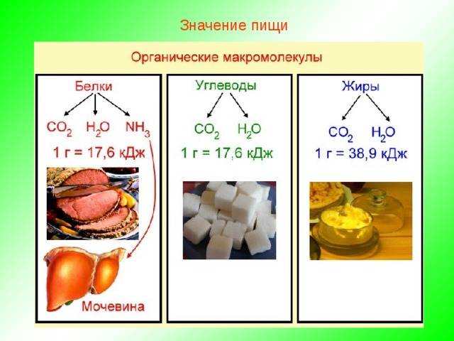 Значение пищи 