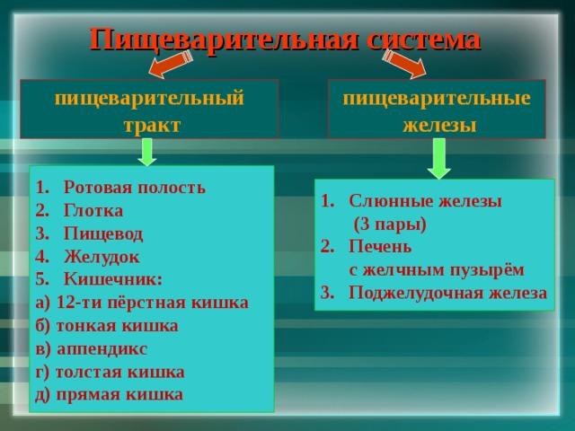 Пищеварительная система пищеварительный  тракт пищеварительные  железы Ротовая полость Глотка Пищевод Желудок Кишечник: а) 12-ти пёрстная кишка б) тонкая кишка в) аппендикс г) толстая кишка д) прямая кишка Слюнные железы  (3 пары) Печень  с желчным пузырём 3. Поджелудочная железа 