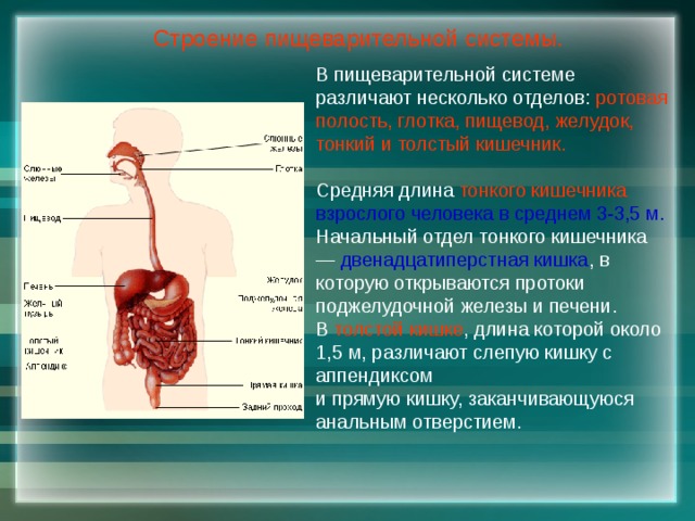 Строение пищеварительной системы. В пищеварительной системе различают несколько отделов: ротовая полость, глотка, пищевод, желудок, тонкий и толстый кишечник. Средняя длина тонкого кишечника взрослого человека в среднем 3-3,5 м. Начальный отдел тонкого кишечника — двенадцатиперстная кишка , в которую открываются протоки поджелудочной железы и печени. В толстой кишке , длина которой около 1,5 м, различают слепую кишку с аппендиксом и прямую кишку, заканчивающуюся анальным отверстием. 