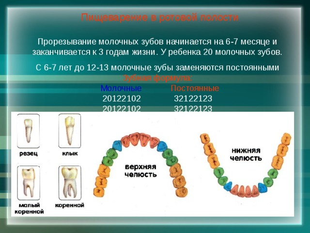 Пищеварение в ротовой полости Прорезывание молочных зубов начинается на 6-7 месяце и заканчивается к 3 годам жизни. У ребенка 20 молочных зубов. С 6-7 лет до 12-13 молочные зубы заменяются постоянными Зубная формула:  Молочные  Постоянные 20122102 32122123 20122102 32122123 