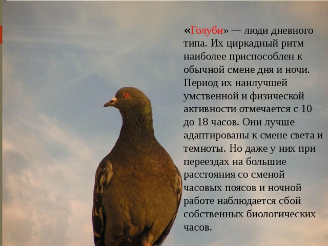 « Голуби » — люди дневного типа. Их циркадный ритм наиболее приспособлен к обычной смене дня и ночи. Период их наилучшей умственной и физической активности отмечается с 10 до 18 часов. Они лучше адаптированы к смене света и темноты. Но даже у них при переездах на большие расстояния со сменой часовых поясов и ночной работе наблюдается сбой собственных биологических часов.  