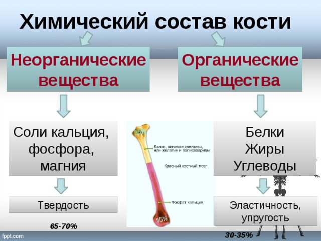 Химический состав кости Неорганические Органические вещества вещества Соли кальция, Белки фосфора, Жиры Углеводы магния Твердость Эластичность, упругость 65-70% 30-35% 