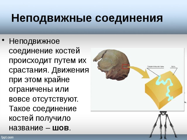 Неподвижные соединения Неподвижное соединение костей происходит путем их срастания. Движения при этом крайне ограничены или вовсе отсутствуют. Такое соединение костей получило название – шов . 