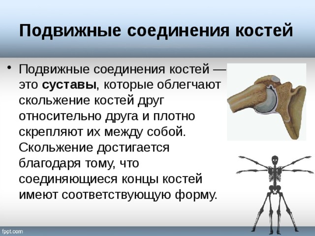Подвижные соединения костей Подвижные соединения костей — это суставы , которые облегчают скольжение костей друг относительно друга и плотно скрепляют их между собой. Скольжение достигается благодаря тому, что соединяющиеся концы костей имеют соответствующую форму. 