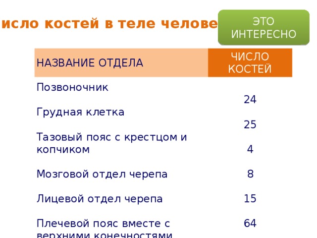 ЭТО ИНТЕРЕСНО Число костей в теле человека НАЗВАНИЕ ОТДЕЛА ЧИСЛО КОСТЕЙ Позвоночник ИТОГО 24  Грудная клетка  Тазовый пояс с крестцом и копчиком 200  25  Мозговой отдел черепа  4  Лицевой отдел черепа  8  Плечевой пояс вместе с верхними конечностями  15  Нижние конечности  64  60 