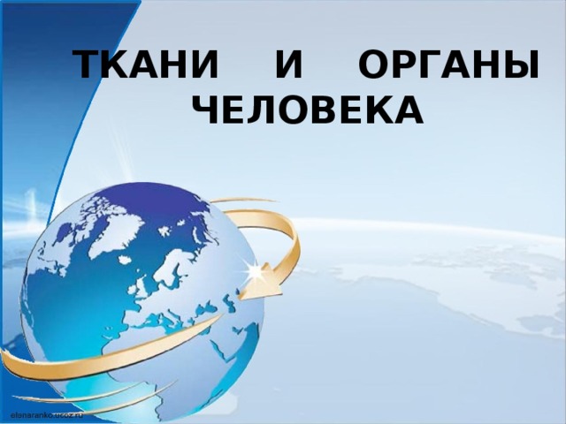 ТКАНИ И ОРГАНЫ  ЧЕЛОВЕКА 