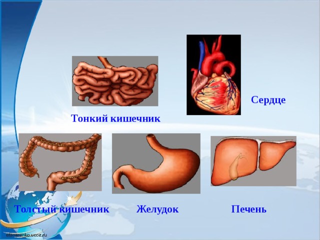 Сердце Тонкий кишечник Толстый кишечник Желудок Печень 