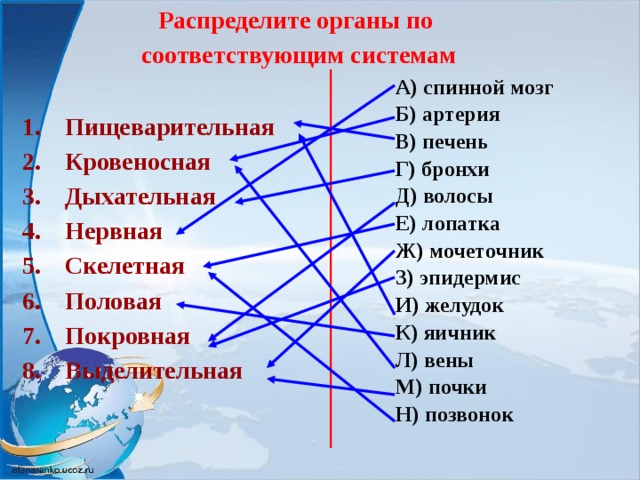 Распределите органы по соответствующим системам А) спинной мозг Б) артерия В) печень Г) бронхи Д) волосы Е) лопатка Ж) мочеточник З) эпидермис И) желудок К) яичник Л) вены М) почки Н) позвонок Пищеварительная Кровеносная Дыхательная Нервная Скелетная Половая Покровная Выделительная  