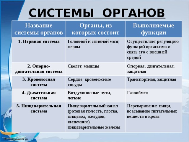  СИСТЕМЫ ОРГАНОВ Название системы органов Органы, из которых состоит 1. Нервная система Выполняемые функции Головной и спинной мозг, нервы 2. Опорно-двигательная система Осуществляет регуляцию функций организма и связь его с внешней средой Скелет, мышцы 3. Кровеносная система 4. Дыхательная система Опорная, двигательная, защитная Сердце, кровеносные сосуды Транспортная, защитная Воздухоносные пути, легкие 5. Пищеварительная система Газообмен Пищеварительный канал (ротовая полость, глотка, пищевод, желудок, кишечник), пищеварительные железы Переваривание пищи, всасывание питательных веществ в кровь 