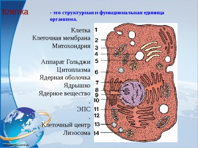Клетка  - это структурная и функциональная единица организма. Клетка Клеточная мембрана Митохондрия Аппарат Гольджи Цитоплазма Ядерная оболочка Ядрышко Ядерное вещество . ЭПС . Клеточный центр Лизосома Группа клеток составляет ткань.  
