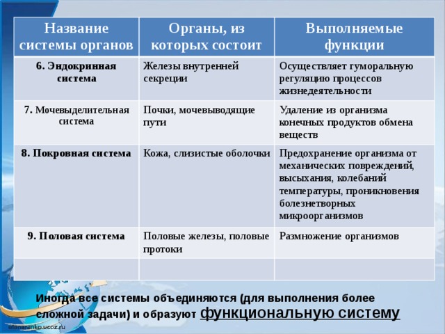 Название системы органов Органы, из которых состоит 6. Эндокринная система Железы внутренней секреции 7. Мочевыделительная система Выполняемые функции Почки, мочевыводящие пути 8. Покровная система Осуществляет гуморальную регуляцию процессов жизнедеятельности Кожа, слизистые оболочки Удаление из организма конечных продуктов обмена веществ 9. Половая система Предохранение организма от механических повреждений, высыхания, колебаний температуры, проникновения болезнетворных микроорганизмов Половые железы, половые протоки Размножение организмов Иногда все системы объединяются (для выполнения более сложной задачи) и образуют функциональную систему 