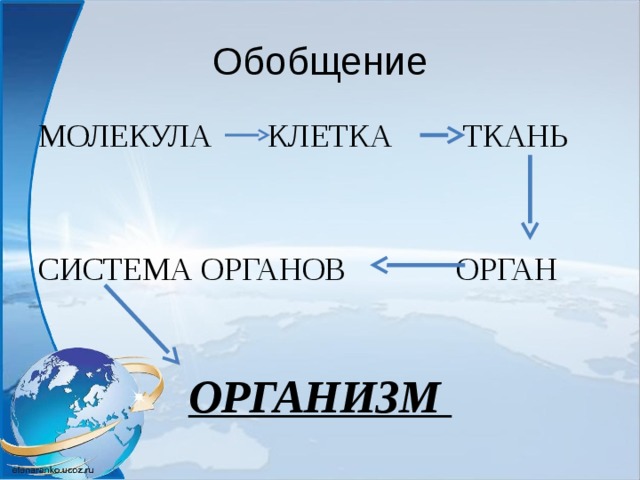 Обобщение МОЛЕКУЛА КЛЕТКА ТКАНЬ СИСТЕМА ОРГАНОВ ОРГАН ОРГАНИЗМ 