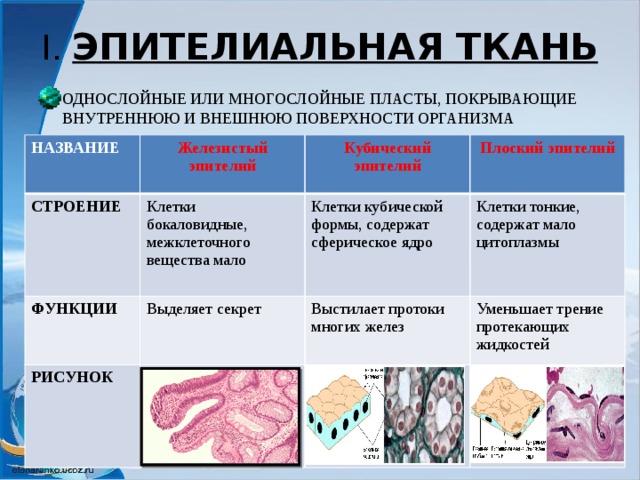 I. ЭПИТЕЛИАЛЬНАЯ ТКАНЬ ОДНОСЛОЙНЫЕ ИЛИ МНОГОСЛОЙНЫЕ ПЛАСТЫ, ПОКРЫВАЮЩИЕ ВНУТРЕННЮЮ И ВНЕШНЮЮ ПОВЕРХНОСТИ ОРГАНИЗМА НАЗВАНИЕ Железистый эпителий СТРОЕНИЕ Клетки бокаловидные, межклеточного вещества мало ФУНКЦИИ Кубический эпителий РИСУНОК Выделяет секрет Клетки кубической формы, содержат сферическое ядро Плоский эпителий Клетки тонкие, содержат мало цитоплазмы Выстилает протоки многих желез Уменьшает трение протекающих жидкостей 