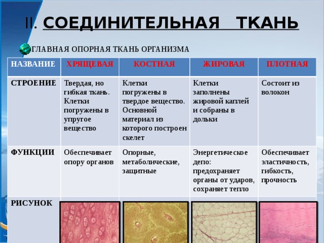 II. СОЕДИНИТЕЛЬНАЯ ТКАНЬ ГЛАВНАЯ ОПОРНАЯ ТКАНЬ ОРГАНИЗМА НАЗВАНИЕ ХРЯЩЕВАЯ СТРОЕНИЕ КОСТНАЯ Твердая, но гибкая ткань. Клетки погружены в упругое вещество ФУНКЦИИ Обеспечивает опору органов ЖИРОВАЯ РИСУНОК Клетки погружены в твердое вещество. Основной материал из которого построен скелет Опорные, метаболические, защитные Клетки заполнены жировой каплей и собраны в дольки ПЛОТНАЯ Энергетическое депо: предохраняет органы от ударов, сохраняет тепло Состоит из волокон Обеспечивает эластичность, гибкость, прочность 