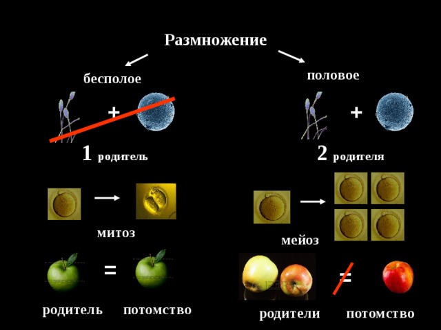 Размножение половое бесполое + + 1 родитель 2 родителя митоз мейоз = = потомство родитель потомство родители 
