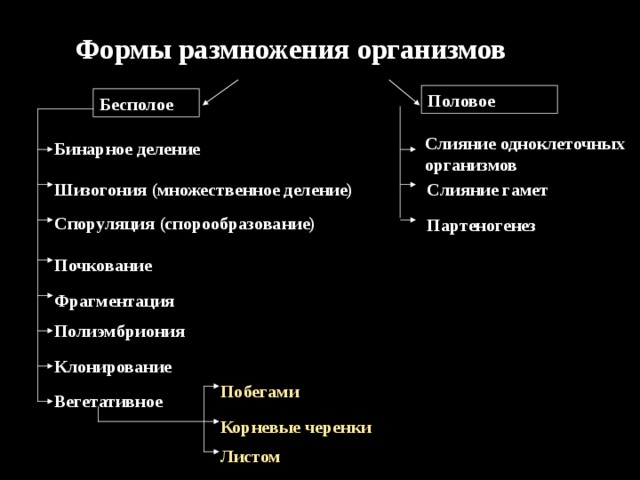 Формы размножения организмов Половое Бесполое Слияние одноклеточных организмов Бинарное деление Слияние гамет Шизогония (множественное деление) Споруляция (спорообразование) Партеногенез Почкование Фрагментация Полиэмбриония Клонирование Побегами Вегетативное Корневые  черенки Листом 