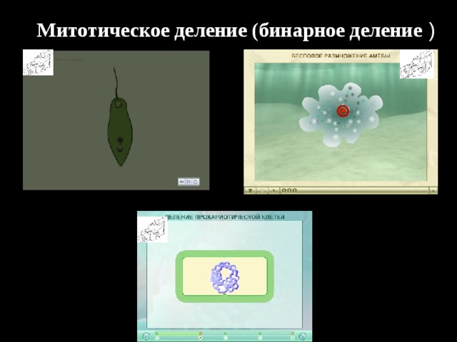 Митотическое деление (бинарное деление ) 