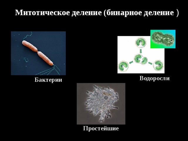 Митотическое деление (бинарное деление ) Водоросли Бактерии Простейшие  