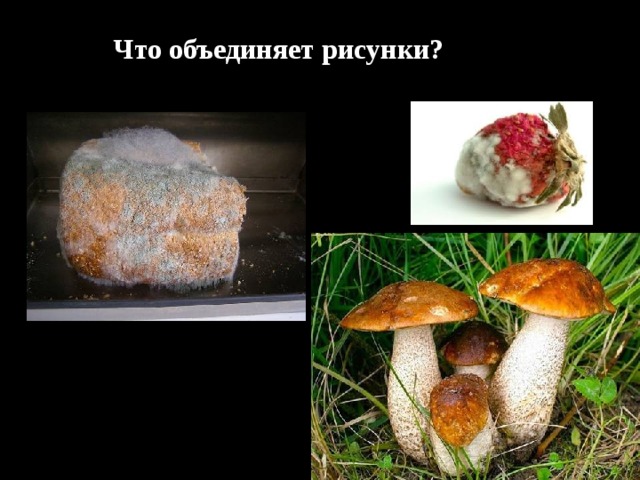 Что объединяет рисунки? 