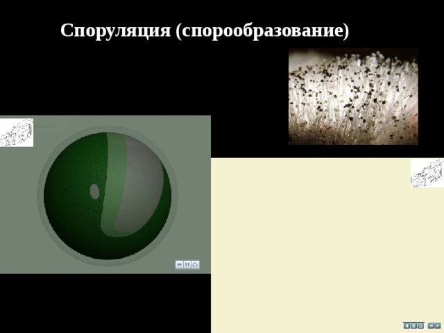Споруляция (спорообразование)  