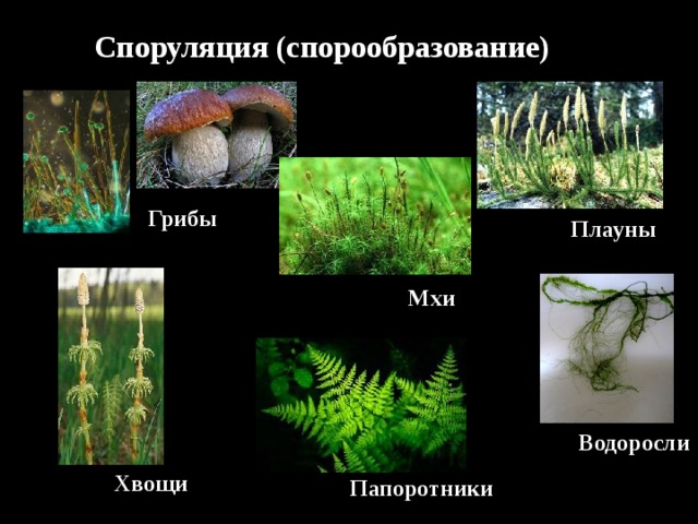 Споруляция (спорообразование)  Грибы  Плауны Мхи Водоросли Хвощи Папоротники 