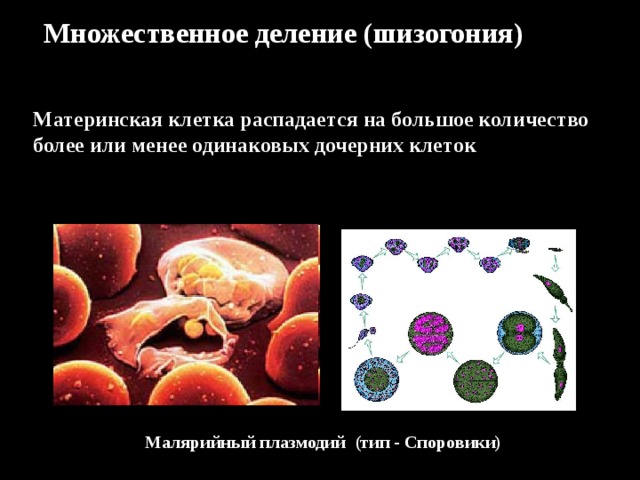 Множественное деление (шизогония) Материнская клетка распадается на большое количество более или менее одинаковых дочерних клеток Малярийный плазмодий (тип - Споровики) 
