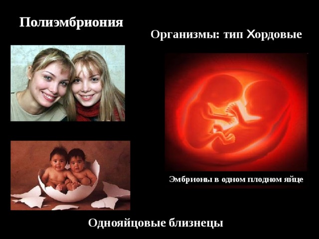  Полиэмбриония Организмы: тип Х ордовые Зигота Поделившаяся зигота Эмбрионы в одном плодном яйце Однояйцовые близнецы 