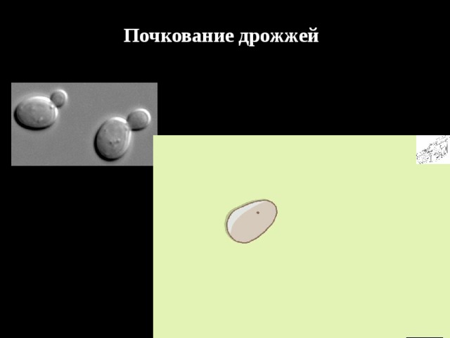 Почкование дрожжей  
