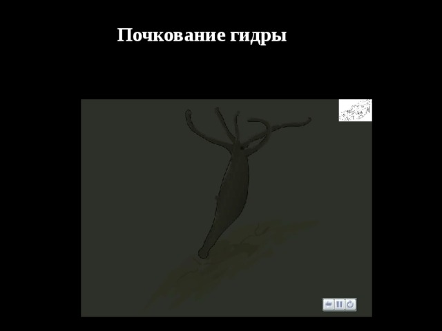 Почкование гидры 