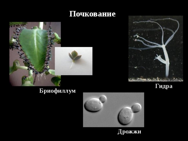 Почкование  Гидра  Бриофиллум  Дрожжи 