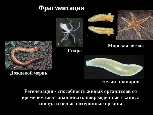 Фрагментация   Морская звезда Гидра Дождевой червь Белая планария  Регенерация - способность живых организмов со временем восстанавливать повреждённые ткани, а иногда и целые потерянные органы 