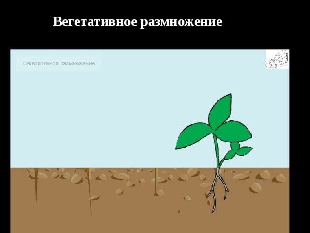 Вегетативное размножение 
