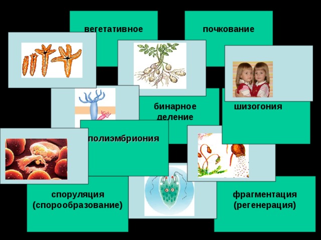  вегетативное  почкование    бинарное деление   шизогония   полиэмбриония    споруляция (спорообразование)  фрагментация (регенерация) 