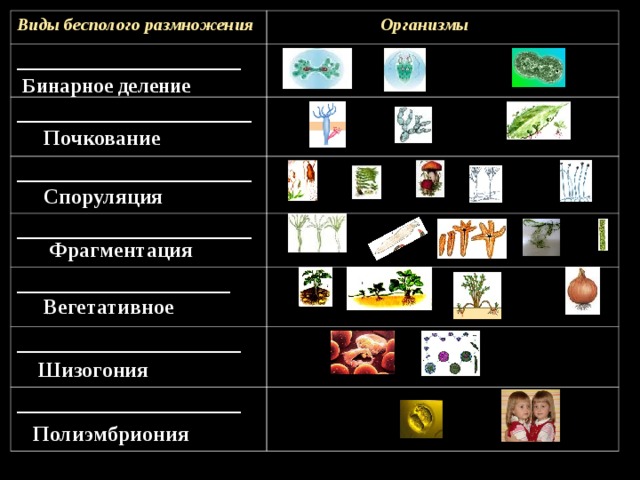 Виды бесполого размножения _____________________  Организмы ______________________ ______________________ ______________________ ____________________ _____________________ _____________________ Бинарное деление  Почкование Споруляция Фрагментация Вегетативное  Шизогония Полиэмбриония 