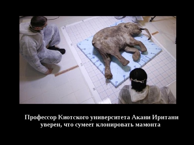  Профессор Киотского университета Акани Иритани уверен, что сумеет клонировать мамонта 