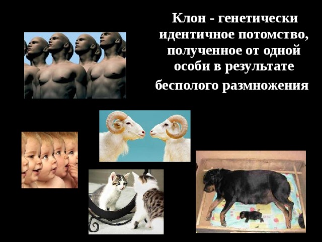  Клон - генетически идентичное потомство, полученное от одной особи в результате бесполого размножения  