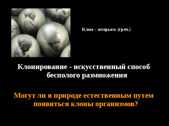 Клон – отпрыск (греч.) Клон – отпрыск (греч.) Клонирование - искусственный способ бесполого размножения  Могут ли в природе естественным путем появиться клоны организмов? 