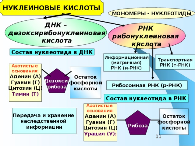 НУКЛЕИНОВЫЕ КИСЛОТЫ МОНОМЕРЫ - НУКЛЕОТИДЫ ДНК –  дезоксирибонуклеиновая  кислота РНК рибонуклеиновая кислота Состав нуклеотида в ДНК Информационная (матричная) РНК (и-РНК) Транспортная РНК (т-РНК) Азотистые основания: Аденин (А) Гуанин (Г) Цитозин (Ц) Тимин (Т)  Остаток фосфорной кислоты Дезокси- рибоза Рибосомная РНК (р-РНК) Состав нуклеотида в РНК Азотистые основания: Аденин (А) Гуанин (Г) Цитозин (Ц) Урацил (У):  Передача и хранение наследственной информации Остаток фосфорной кислоты Рибоза   
