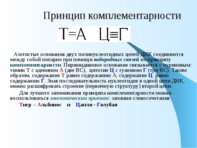  Принцип комплементарности  Азотистые основания двух полинуклеотидных цепей ДНК соединяются между собой попарно при помощи водородных связей по принципу комплементарности . Пиримидиновое основание связывается с пуриновым: тимин Т с аденином А (две ВС), цитозин Ц  с гуанином Г (три ВС). Таким образом, содержание Т равно содержанию А , содержание Ц равно содержанию Г . Зная последовательность нуклеотидов в одной цепи ДНК, можно расшифровать строение (первичную структуру) второй цепи.  Для лучшего запоминания принципа комплементарности можно воспользоваться мнемоническим приемом : запомни словосочетания  Т игр – А льбинос и Ц апля - Г олубая 