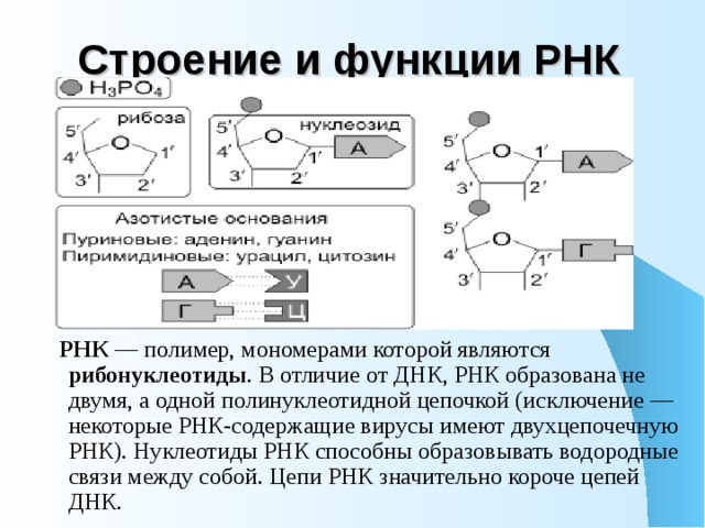 Строение и функции РНК    РНК — полимер, мономерами которой являются рибонуклеотиды . В отличие от ДНК, РНК образована не двумя, а одной полинуклеотидной цепочкой (исключение — некоторые РНК-содержащие вирусы имеют двухцепочечную РНК). Нуклеотиды РНК способны образовывать водородные связи между собой. Цепи РНК значительно короче цепей ДНК. 