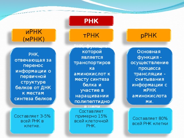 РНК иРНК (мРНК) тРНК рРНК  РНК, отвечающая за перенос информации о первичной структуре белков от ДНК к местам синтеза белков РНК, функцией которой является транспортировка аминокислот к месту синтеза белка и участие в наращивании полипептидной цепи Основная функция - осуществление процесса трансляции - считывания информации с мРНК аминокислотами. Составляет 3-5% всей РНК в клетке. Составляет примерно 15% всей клеточной РНК. Составляет 80% всей РНК клетки 
