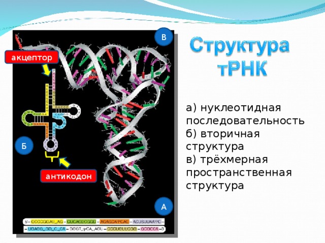 В акцептор а) нуклеотидная последовательность б) вторичная структура в) трёхмерная пространственная структура Б антикодон А 