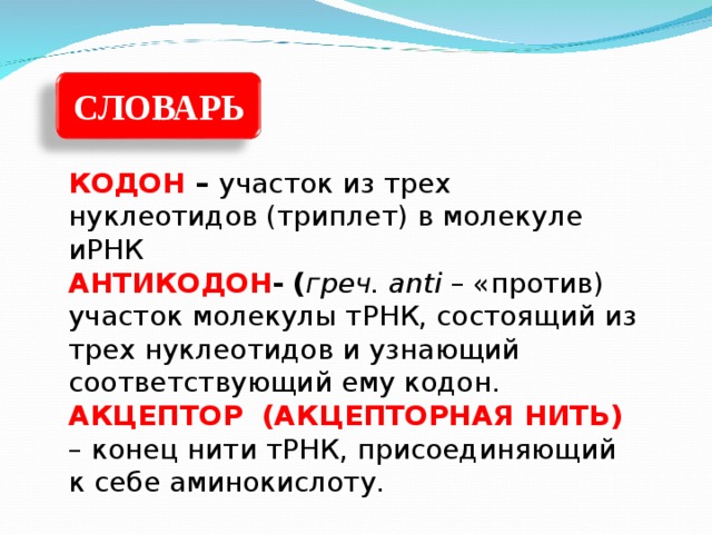 СЛОВАРЬ КОДОН –  участок из трех нуклеотидов (триплет) в молекуле иРНК АНТИКОДОН - ( греч. anti – «против) участок молекулы тРНК, состоящий из трех нуклеотидов и узнающий соответствующий ему кодон. АКЦЕПТОР (АКЦЕПТОРНАЯ НИТЬ) – конец нити тРНК, присоединяющий к себе аминокислоту. 
