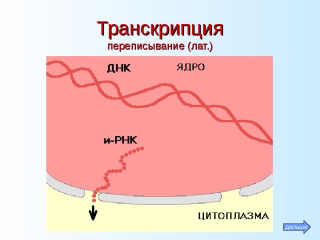 Транскрипция  переписывание (лат.) дальше 