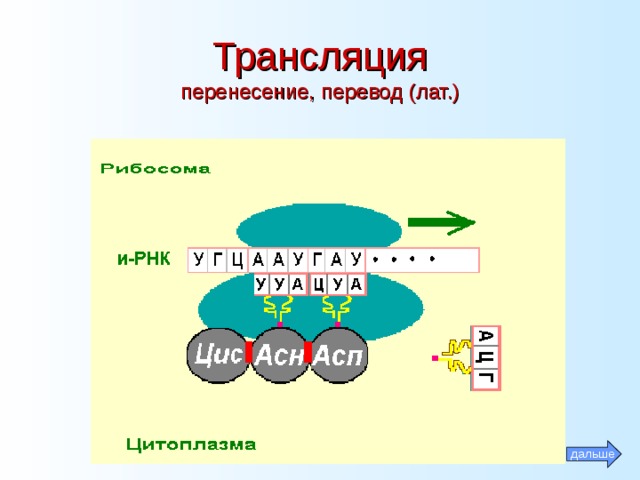 Трансляция  перенесение , перевод (лат.) дальше 