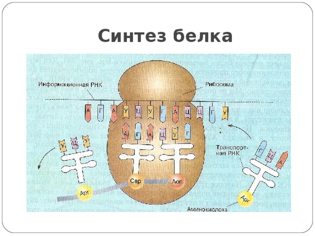 Синтез белка 