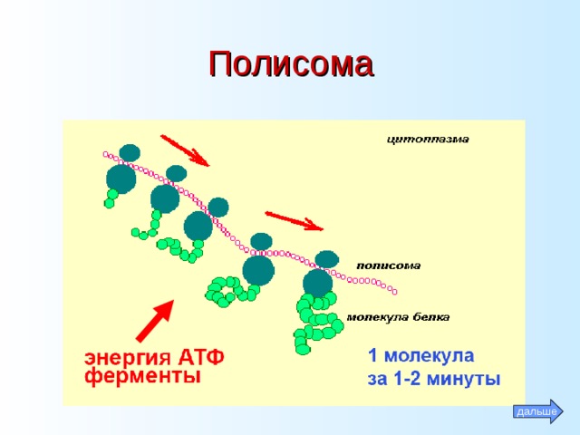Полисома дальше 